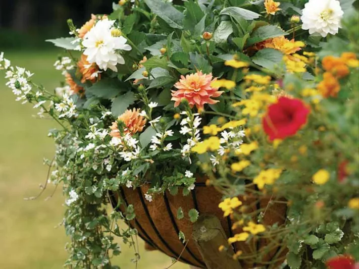 Dahlias for containers, Dahlias for pots, Dahlias Karma, Dahlias Happy Single, Dahlia Park Princess, Dahlia Melody Harmony, Karma Dahlias, Happy single Dahlias, Dahlia Sunshine