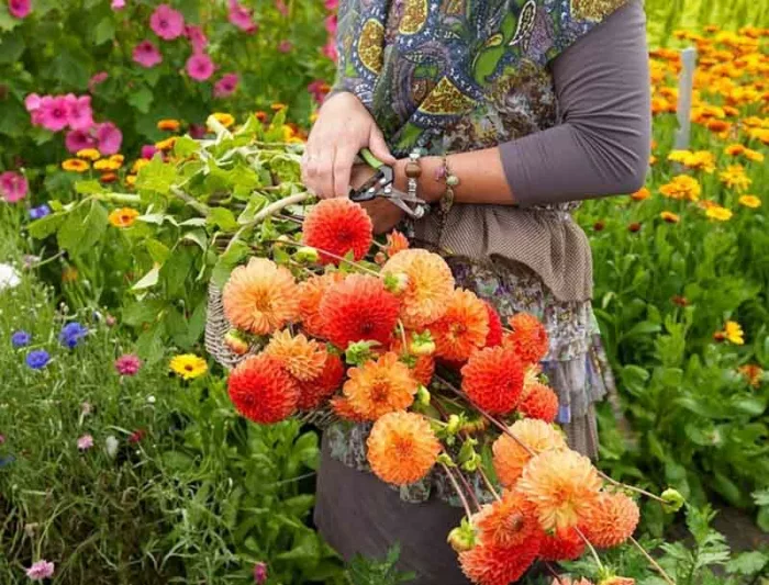 Best dahlias for cutting, cutting garden ideas, Dahlias Karma, Karma Dahlias, Best cut flowers,