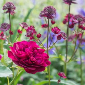 Mid-Atlantic, Mid-Atlantic garden, Best David Austin Roses, David Austin Roses for Mid-Atlantic, Great Roses, Top Roses, Northeast region, Northeast garden, Best David Austin Roses for Northeast, David Austin Roses for Northeast