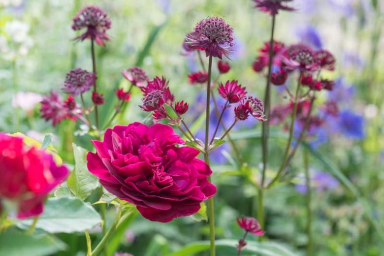 Mid-Atlantic, Mid-Atlantic garden, Best David Austin Roses, David Austin Roses for Mid-Atlantic, Great Roses, Top Roses, Northeast region, Northeast garden, Best David Austin Roses for Northeast, David Austin Roses for Northeast