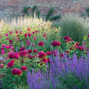Pacific Northwest, Pacific Northwest garden, Best David Austin Roses, David Austin Roses for Pacific Northwest, Great Roses, Top Roses, Pacific Northwest region, Pacific Northwest gardening, Best David Austin Roses for Pacific Northwest, David Austin Rose