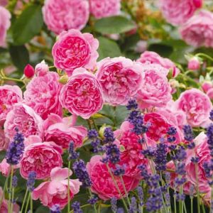 South California, South California garden, Best David Austin Roses, David Austin Roses for South California, Great Roses, Top Roses, South California region, Best David Austin Roses for South California, David Austin Roses for South California