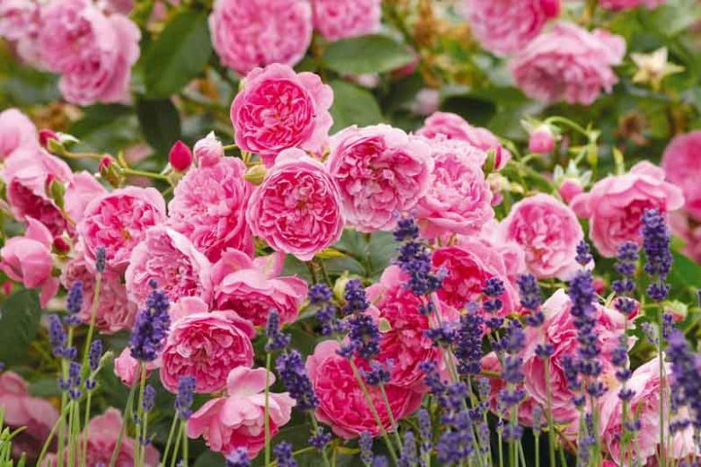 South California, South California garden, Best David Austin Roses, David Austin Roses for South California, Great Roses, Top Roses, South California region, Best David Austin Roses for South California, David Austin Roses for South California
