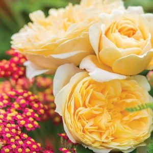Southeast, Southeast garden, Best David Austin Roses, David Austin Roses for the Southeast, Great Roses, Top Roses, Southeast region, Best David Austin Roses for the South, David Austin Roses for the South