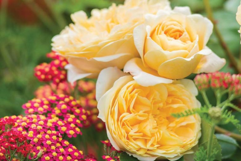 Southeast, Southeast garden, Best David Austin Roses, David Austin Roses for the Southeast, Great Roses, Top Roses, Southeast region, Best David Austin Roses for the South, David Austin Roses for the South