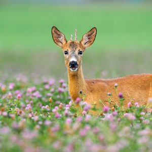Deer-resistant plants, Deer-proof Plants, Ageratum, Chamomile, Heliotrope, Calendula, Snapdragon, Cleome