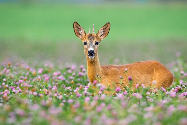 Deer-resistant plants, Deer-proof Plants, Ageratum, Chamomile, Heliotrope, Calendula, Snapdragon, Cleome