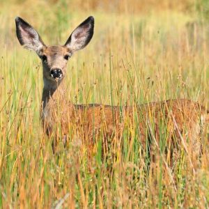 Deer-resistant Ornamental Grasses, Deer-proof Ornamental Grasses, Bluestem, Fescue, Feather Reed Grass, Fountain Grass