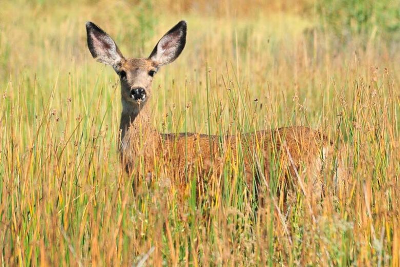 Deer-resistant Ornamental Grasses, Deer-proof Ornamental Grasses, Bluestem, Fescue, Feather Reed Grass, Fountain Grass