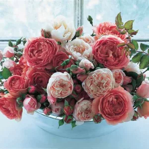 Best David Austin Roses, David Austin Roses for Cutting, Great Roses, Top Roses, Best roses for Cutting, Best English Roses for Bouquets, Fragrant Roses for Cutting, Fragrant Roses for Bouquets