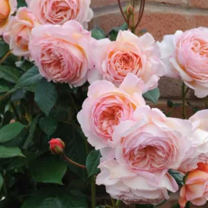 Best David Austin Roses, David Austin Roses for Shade, Great Roses for Shade, Top Roses for Shade, Best roses for Shade, Best English Roses for Shade, Fragrant Roses for Shade