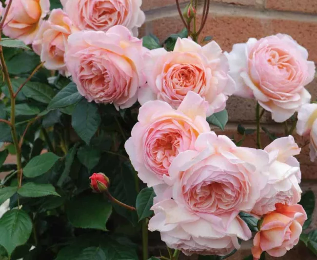Best David Austin Roses, David Austin Roses for Shade, Great Roses for Shade, Top Roses for Shade, Best roses for Shade, Best English Roses for Shade, Fragrant Roses for Shade