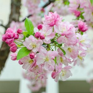 Malus, Crabapples, Crab Apples, Spring Flowering Trees, Disease resistant Crabapples, spring flowers, pink flowers, White flowers, Fragrant Trees