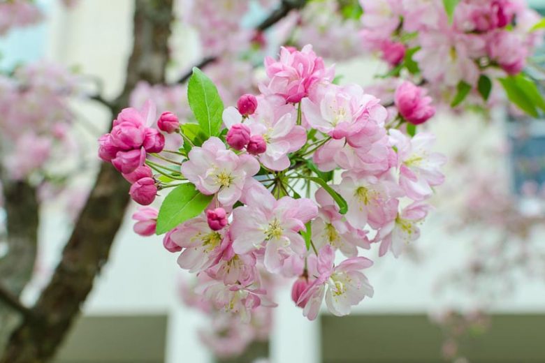 Malus, Crabapples, Crab Apples, Spring Flowering Trees, Disease resistant Crabapples, spring flowers, pink flowers, White flowers, Fragrant Trees