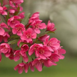 Malus, Crabapples, Crab Apples, Spring Flowering Trees, Disease resistant Crabapples, spring flowers, pink flowers, White flowers, Fragrant Trees