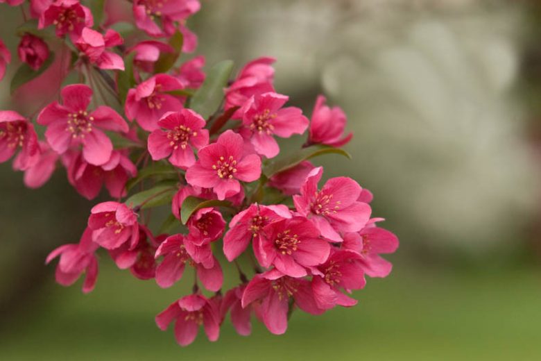 Malus, Crabapples, Crab Apples, Spring Flowering Trees, Disease resistant Crabapples, spring flowers, pink flowers, White flowers, Fragrant Trees