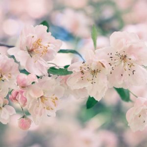 Malus, Crabapples, Crab Apples, Spring Flowering Trees, Disease resistant Crabapples, spring flowers, pink flowers, White flowers, Fragrant Trees