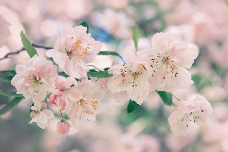Malus, Crabapples, Crab Apples, Spring Flowering Trees, Disease resistant Crabapples, spring flowers, pink flowers, White flowers, Fragrant Trees