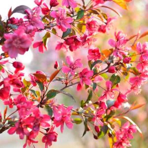 Malus, Crabapples, Crab Apples, Spring Flowering Trees, Disease resistant Crabapples, spring flowers, pink flowers, White flowers, Fragrant Trees