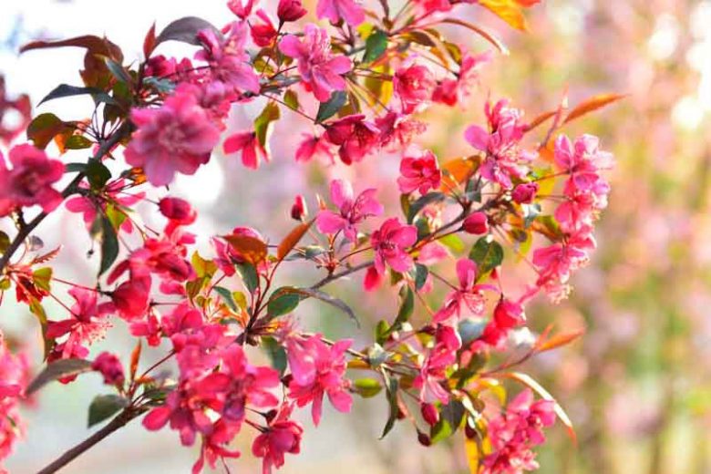 Malus, Crabapples, Crab Apples, Spring Flowering Trees, Disease resistant Crabapples, spring flowers, pink flowers, White flowers, Fragrant Trees