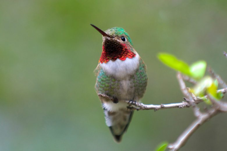 Ruby-throated Hummingbird, Anna's Hummingbird, Black-chinned Hummingbird, Rufous-tailed Hummingbird, Violet-crowned Hummingbird, Long-tailed Sylph, Sword-billed Hummingbird, Bee Hummingbird, Giant Hummingbird