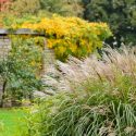 Best Japanese Silver Grasses, Best Chinese Silver Grasses, Best Maiden Grasses, Best Eulalia, Best Miscanthus Sinensis