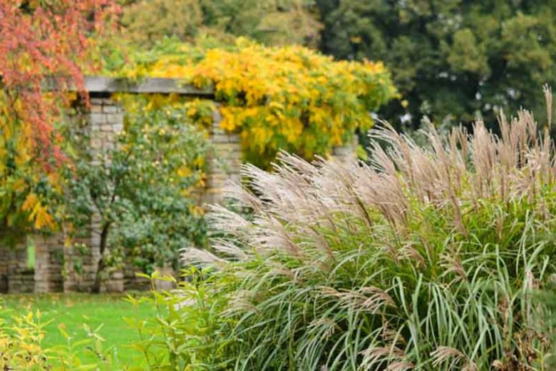 Best Japanese Silver Grasses, Best Chinese Silver Grasses, Best Maiden Grasses, Best Eulalia, Best Miscanthus Sinensis