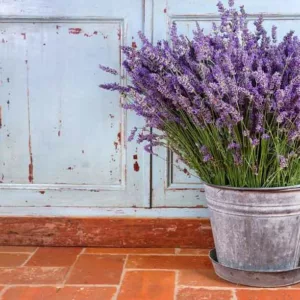 Lavender in pots, Lavender in containers, English Lavender, Spanish lavender, French Lavender, Common lavender, True Lavender, lavandula angustifolia, lavandula stoechas, How to grow lavender, How to choose lavender