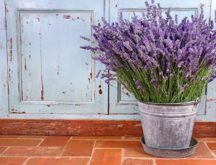 Lavender in pots, Lavender in containers, English Lavender, Spanish lavender, French Lavender, Common lavender, True Lavender, lavandula angustifolia, lavandula stoechas, How to grow lavender, How to choose lavender