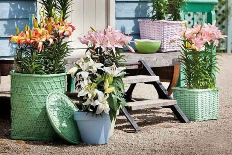 Lilies for containers, Lilies for pots, How to grow lilies in containers, How to grow lilies in pots, Asiatic Lilies, Oriental Lilies, dwarf lilies