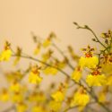 Orchids for Home, Home Orchids, Houseplants, Cattleya, Cymbidium, Dendrobium, Ludisia, Oncidium, Paphiopedilum, Phaius, Phalaenopsis, Phragmipedium, Zygopetalum