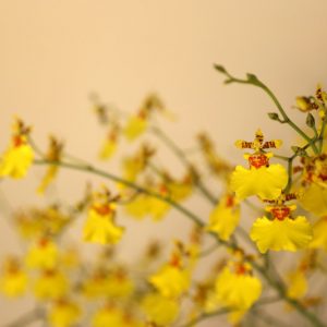 Orchids for Home, Home Orchids, Houseplants, Cattleya, Cymbidium, Dendrobium, Ludisia, Oncidium, Paphiopedilum, Phaius, Phalaenopsis, Phragmipedium, Zygopetalum