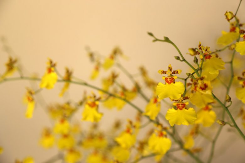 Orchids for Home, Home Orchids, Houseplants, Cattleya, Cymbidium, Dendrobium, Ludisia, Oncidium, Paphiopedilum, Phaius, Phalaenopsis, Phragmipedium, Zygopetalum
