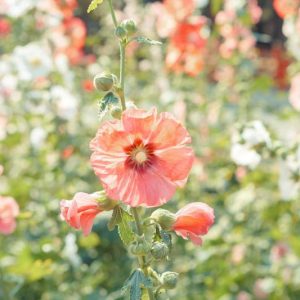 Pacific Northwest ,Pacific Northwest  states, Pacific Northwest  garden, Best Perennials, Pacific Northwest  Perennials, Great Perennials, Perennials for Pacific Northwest, Full Sun Perennials, Sun Perennials