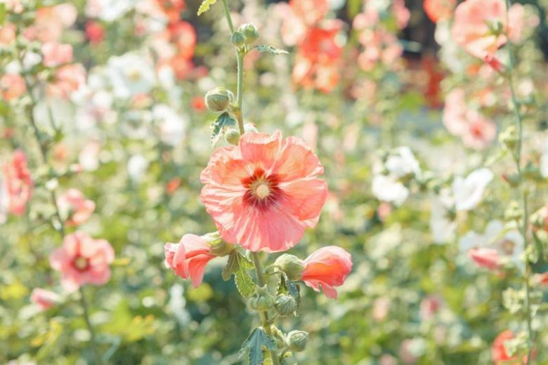 Pacific Northwest ,Pacific Northwest  states, Pacific Northwest  garden, Best Perennials, Pacific Northwest  Perennials, Great Perennials, Perennials for Pacific Northwest, Full Sun Perennials, Sun Perennials
