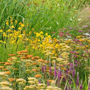 New England, New England garden, Best perennials, perennials for New England, Great perennials, Top perennials, Northeast region, Northeast garden, Best perennials for Northeast, perennials for Northeast, Full Sun perennials