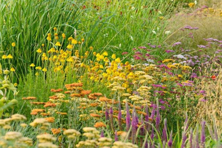 New England, New England garden, Best perennials, perennials for New England, Great perennials, Top perennials, Northeast region, Northeast garden, Best perennials for Northeast, perennials for Northeast, Full Sun perennials