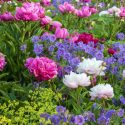 New England, New England garden, Best perennials, perennials for New England, Great perennials, Top perennials, Northeast region, Northeast garden, Best perennials for Northeast, perennials for Northeast