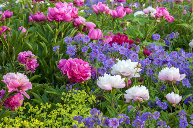 New England, New England garden, Best perennials, perennials for New England, Great perennials, Top perennials, Northeast region, Northeast garden, Best perennials for Northeast, perennials for Northeast