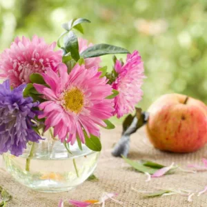 New England, New England garden, Best perennials, perennials for New England, Great perennials, Top perennials, Northeast region, Northeast garden, Best perennials for Northeast, perennials for Northeast, late summer perennials, fall perennials
