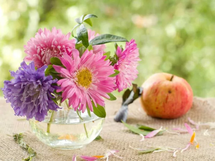 New England, New England garden, Best perennials, perennials for New England, Great perennials, Top perennials, Northeast region, Northeast garden, Best perennials for Northeast, perennials for Northeast, late summer perennials, fall perennials