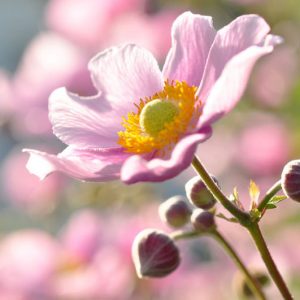 Pacific Northwest ,Pacific Northwest  states, Pacific Northwest  garden, Best Perennials, Pacific Northwest  Perennials, Great Perennials, Perennials for Pacific Northwest, Fall Perennials, Late Summer Perennials