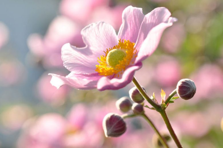 Pacific Northwest ,Pacific Northwest  states, Pacific Northwest  garden, Best Perennials, Pacific Northwest  Perennials, Great Perennials, Perennials for Pacific Northwest, Fall Perennials, Late Summer Perennials