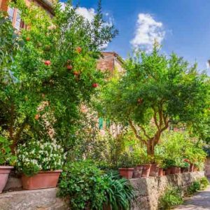 Mediterranean Garden Styles, Mediterranean Style, Mediterranean Plants, Mediterranean Shrubs, Mediterranean Garden Plants, Mediterranean Garden Design, Mediterranean Landscaping Ideas