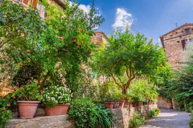 Mediterranean Garden Styles, Mediterranean Style, Mediterranean Plants, Mediterranean Shrubs, Mediterranean Garden Plants, Mediterranean Garden Design, Mediterranean Landscaping Ideas