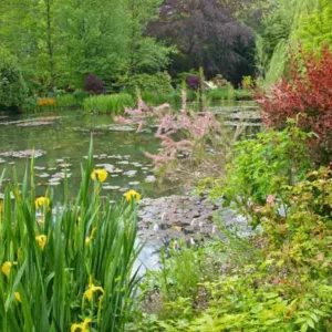 New England, New England garden, Best perennials, perennials for New England, Great perennials, Top perennials, Northeast region, Northeast garden, Best perennials for Northeast, perennials for Northeast, Wet soil perennials,
