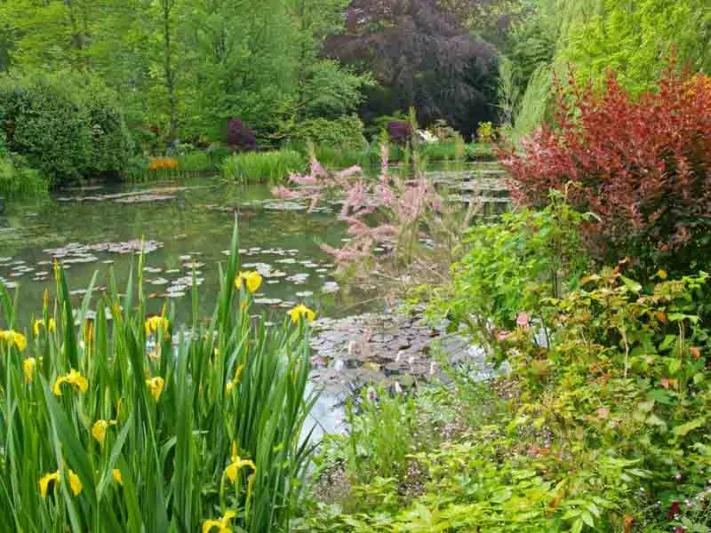 New England, New England garden, Best perennials, perennials for New England, Great perennials, Top perennials, Northeast region, Northeast garden, Best perennials for Northeast, perennials for Northeast, Wet soil perennials,