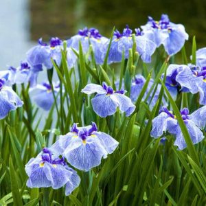 Pacific Northwest ,Pacific Northwest  states, Pacific Northwest  garden, Best Perennials, Pacific Northwest  Perennials, Great Perennials, Perennials for Pacific Northwest, moist soil Perennials, Perennials for wet soils, Perennials for moist soils