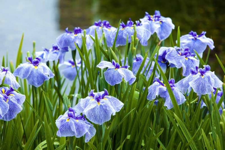 Pacific Northwest ,Pacific Northwest  states, Pacific Northwest  garden, Best Perennials, Pacific Northwest  Perennials, Great Perennials, Perennials for Pacific Northwest, moist soil Perennials, Perennials for wet soils, Perennials for moist soils