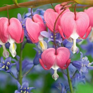 New England, New England garden, Best perennials, perennials for New England, Great perennials, Top perennials, Northeast region, Northeast garden, Best perennials for Northeast, perennials for Northeast, Shade perennials